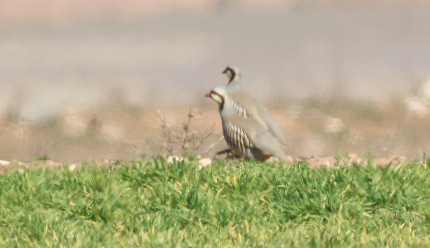 Chukar